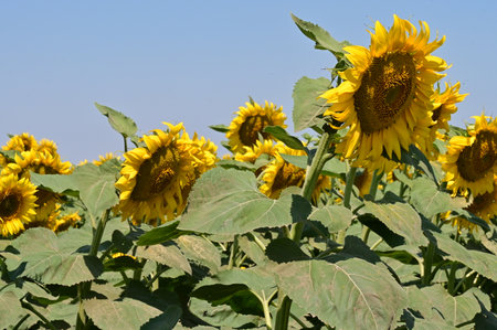 Sunflower field with blue sky in background, closeup of photoの写真素材