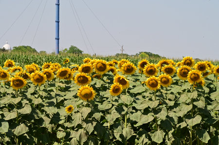 Sunflower field with blue sky in the background, Thailand.の写真素材