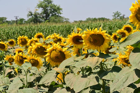 Sunflower field in the countryside of Lopburi province, Thailand.の写真素材