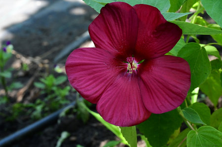 Hibiscus syriacus is a species of flowering plant in the Malvaceae family.の写真素材