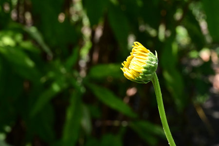 Close up of yellow marigold flower on blurred green background.の写真素材