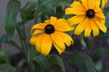 Rudbeckia hirta (Black-eyed Susan)の写真素材
