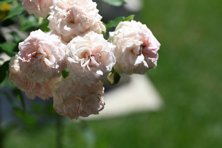 Beautiful pink roses in the garden on a sunny summer day.の写真素材