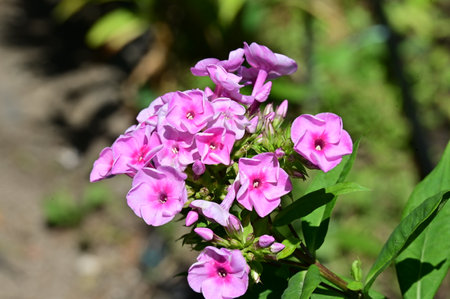 Pink phlox flowers in the garden, closeup of photoの写真素材