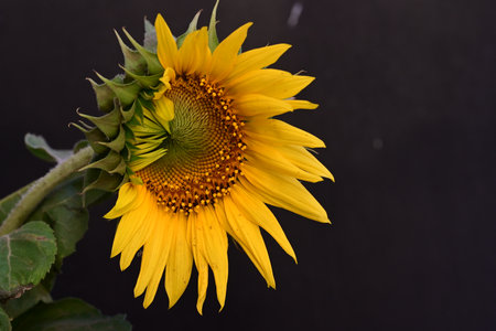 Sunflower on a black background. Close-up. Selective focus.の写真素材