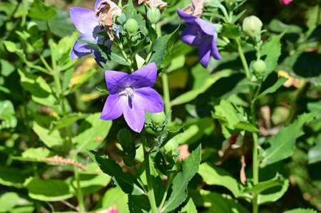Platycodon grandiflorus flower in the gardenの写真素材