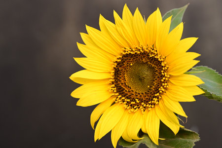 Beautiful sunflower on a black background. Close-up.の写真素材