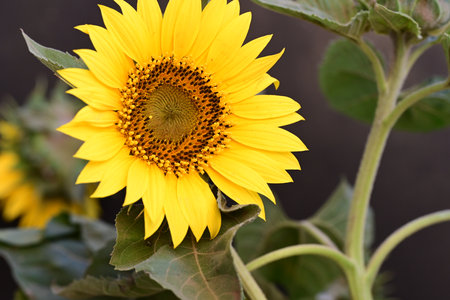 Sunflower close-up with selective focus and shallow depth of fieldの写真素材