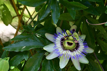 Passiflora caerulea, Passiflora caeruleaの写真素材