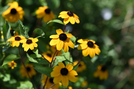 Yellow flowers of Rudbeckia hirta in the garden.の写真素材