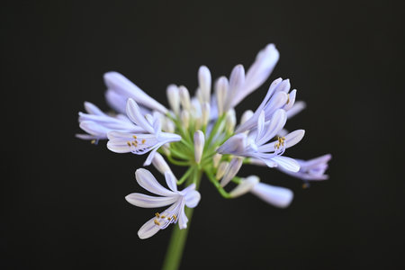 Agapanthus africanus, African lily, African lily, African lily, African lily, African lily, African lilyの写真素材