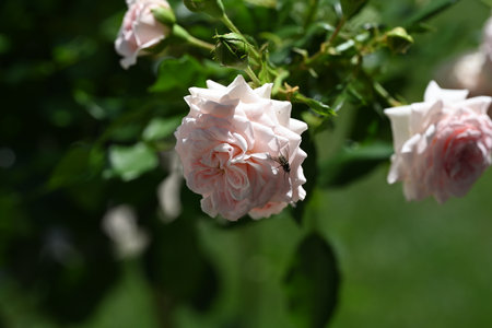 Pink roses blooming in the garden on a sunny summer day.の写真素材