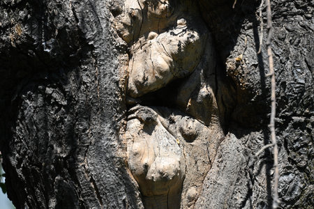 The face of an old tree in the park close-up.の写真素材