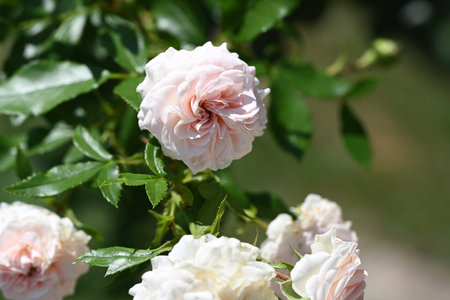 Beautiful pink roses in the garden, close-up. Nature backgroundの写真素材