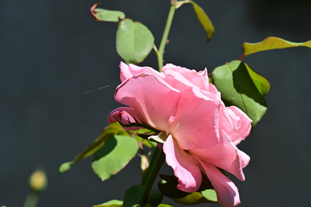 Pink rose with green leaves on a background of dark gray wall.の写真素材