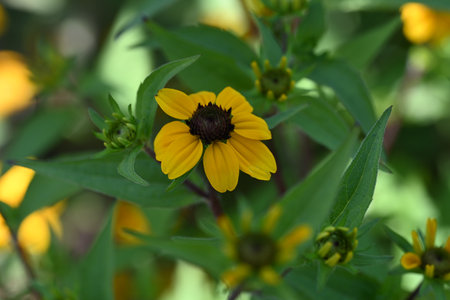 Rudbeckia fulgida, commonly known as coneflower.の写真素材
