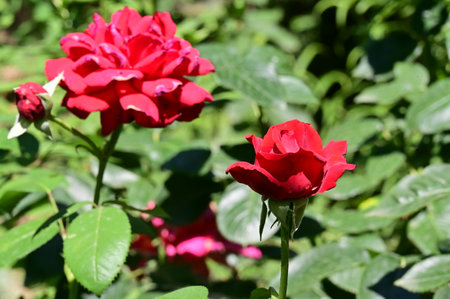 Beautiful red roses in the garden on a sunny summer day.の写真素材