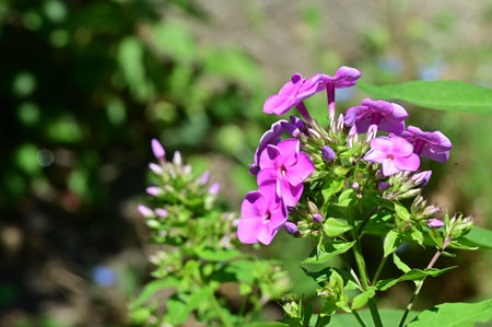 Purple phlox flowers in the garden on a sunny dayの写真素材
