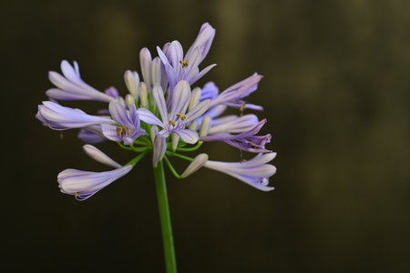 Agapanthus africanus (African Agapanthus africanus)の写真素材