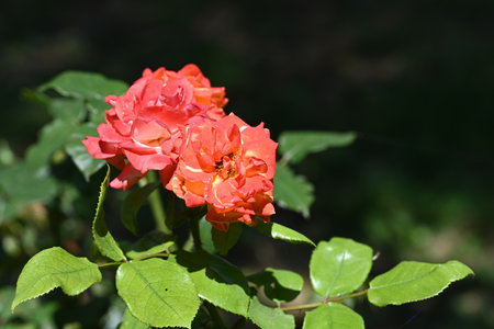 Beautiful red rose in the garden on a sunny summer day.の写真素材