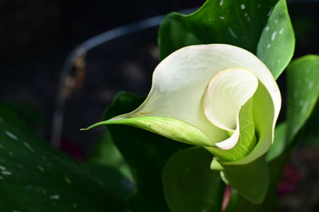 Calla lily flower in the garden close-up macro photographyの写真素材