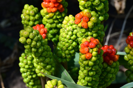 Close up of green and red sugarcane fruits in the gardenの写真素材