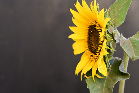 Sunflower on a black background with copy space for your text.の写真素材