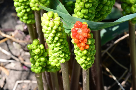 Close up of the flowers of the Rangoon Creeper plantの写真素材
