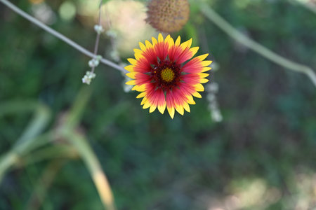 Red and yellow flower of Gaillardia pulcherrima.の写真素材