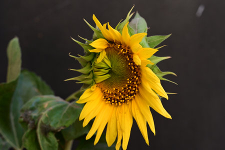 Sunflower on a black background, close-up, selective focusの写真素材