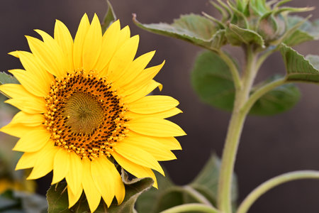 Sunflower on a dark background. Close-up. Selective focus.の写真素材