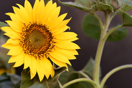 Close up of a sunflower in the field with blurred background.の写真素材