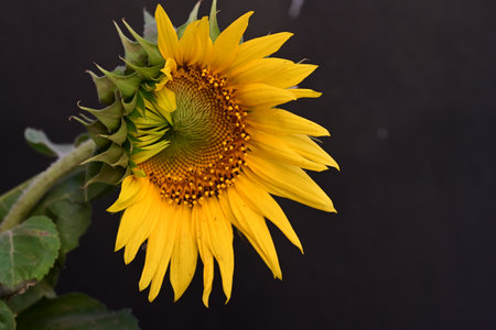 Sunflower on a black background. Selective focus. Nature.の写真素材