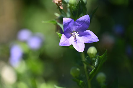 Platycodon grandiflorus, commonly known as bellflowerの写真素材