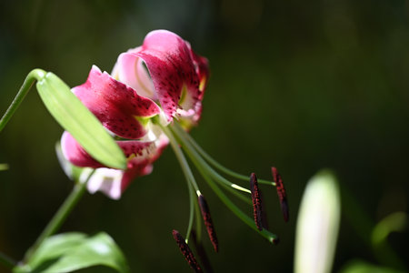 Beautiful pink lily flowers in the garden on a sunny dayの写真素材