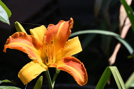 Orange lily flower in the garden on a sunny summer day.の写真素材