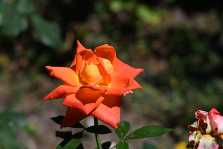 Beautiful orange rose in a garden on a sunny summer day.の写真素材