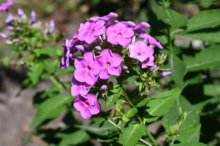 Purple phlox flowers on a background of green leaves.の写真素材