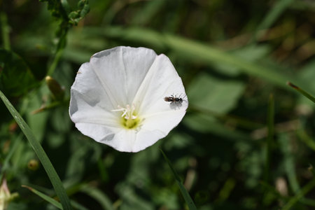 Flower of a bindweed (Convolvulus arvensis)の写真素材