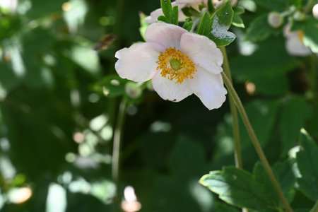 Japanese anemone (Anemone hupehensis)の写真素材