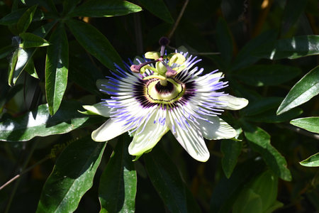 Passiflora caerulea, Passiflora caeruleaの写真素材