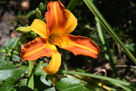 Orange daylily, Hemerocallis fulva, in the gardenの写真素材