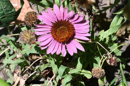 Purple coneflower (Echinacea purpurea)の写真素材