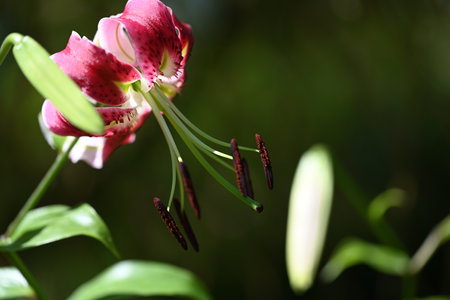 Beautiful lily flower in garden, closeup. Nature backgroundの写真素材