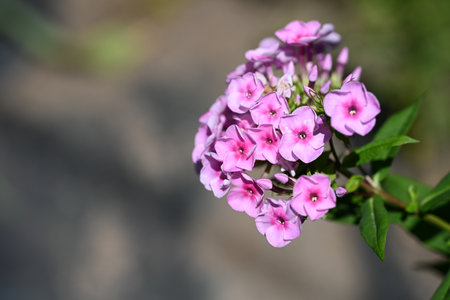 Beautiful pink phlox flowers blooming in the garden.の写真素材