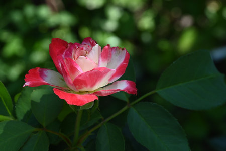 Pink and white rose with green leaves on a background of green foliageの写真素材