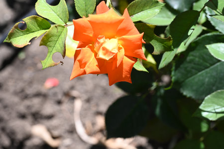Orange rose with green leaves in the garden on a sunny day.の写真素材