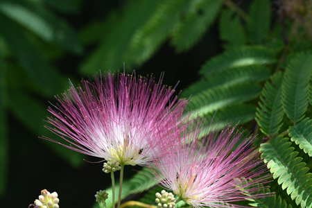 Close up of pink flowers of Albizia julibrissinの写真素材