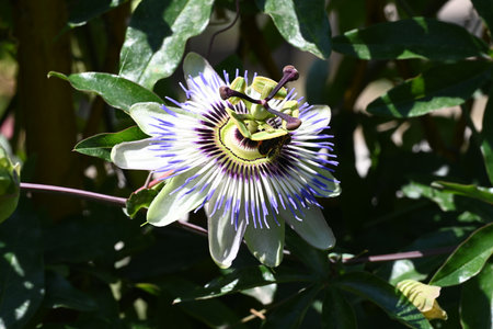 Passiflora caerulea, Gran Canaria, Spainの写真素材