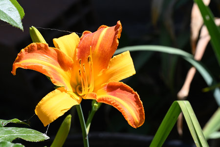 Orange daylily in the garden, closeup of a flowerの写真素材